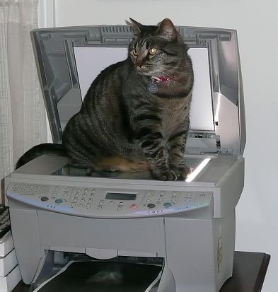 Izzy On Copier