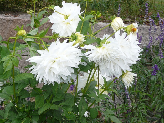 HSP Dahlias