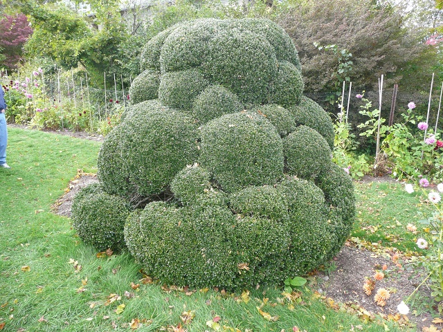 HSP Sculptured Bush