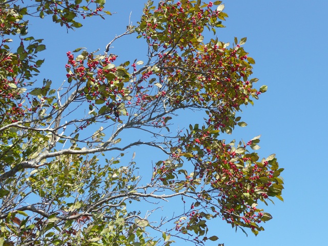 Red Berries Blue Sky