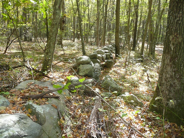 Trees And Stone Wall 2