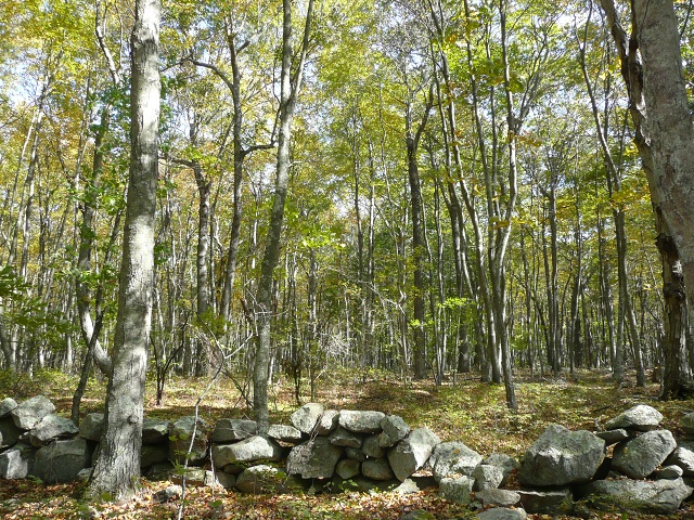 Trees And Stone Wall